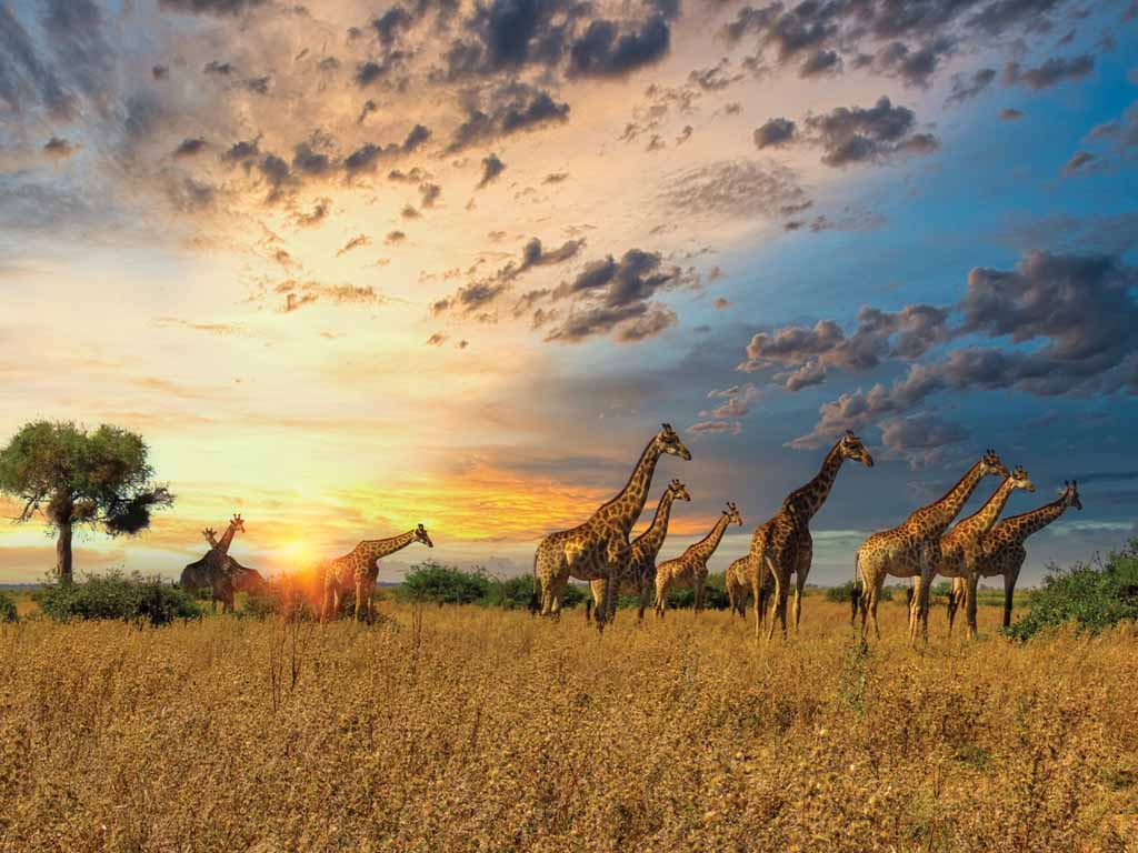 Afrique du Sud - 4