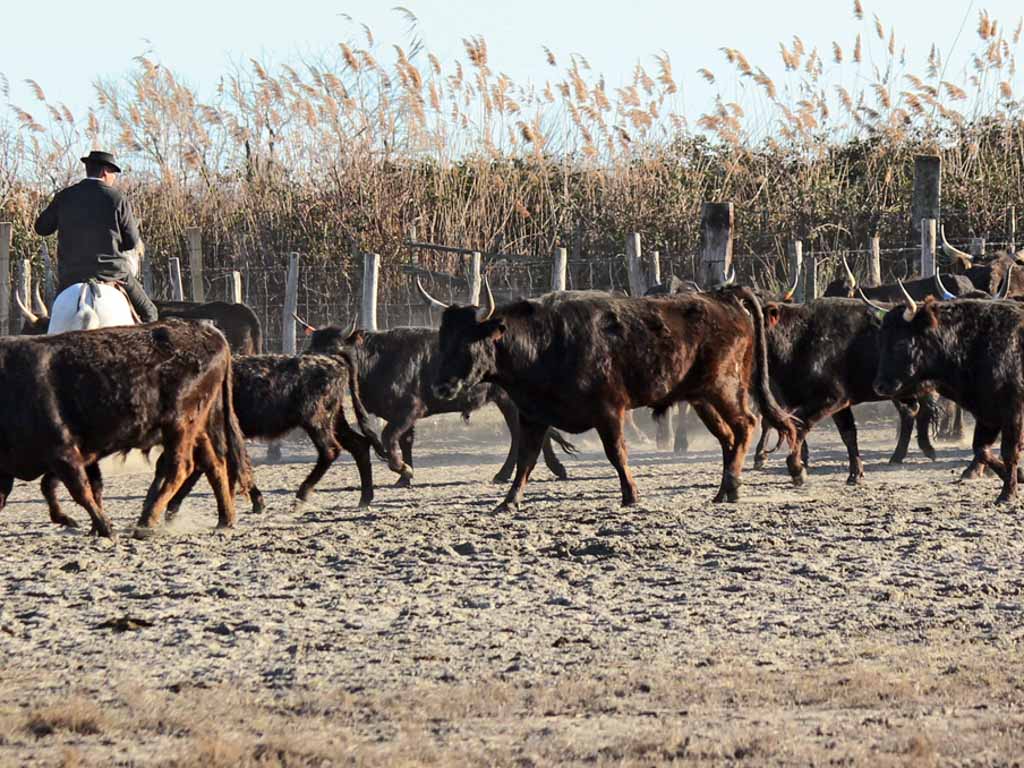 Provence - Camargue : Nîmes - 5