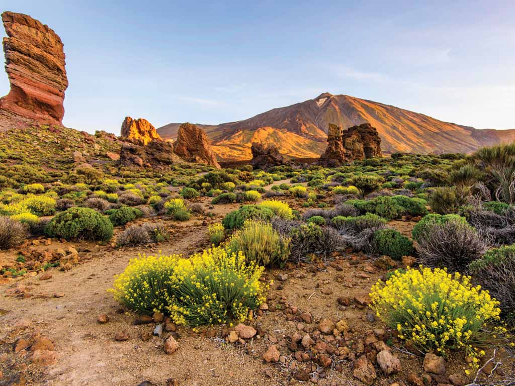 Canaries : Tenerife - 5