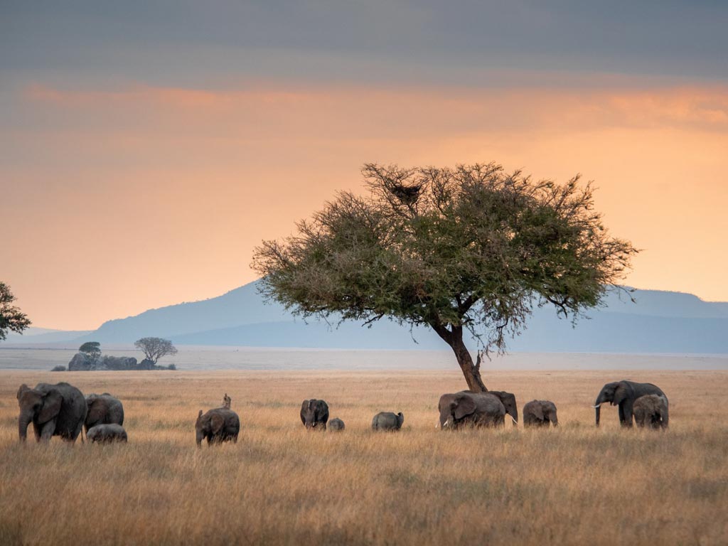 Tanzanie - 1