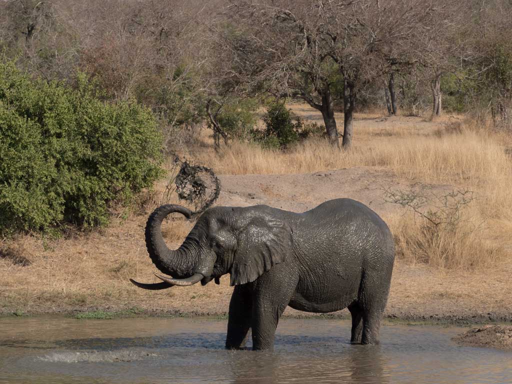 Afrique du Sud - 2