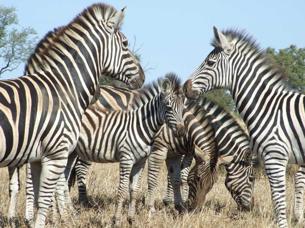 Afrique du Sud - 3