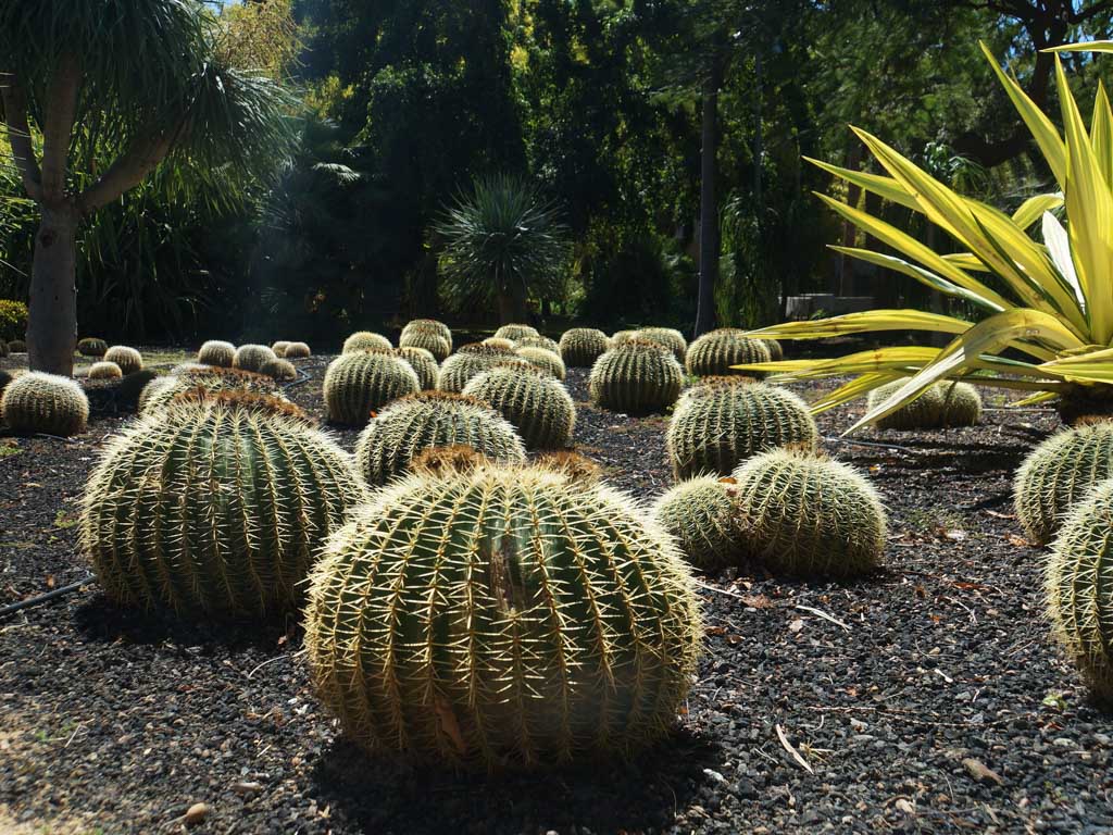 Canaries : Tenerife - 2