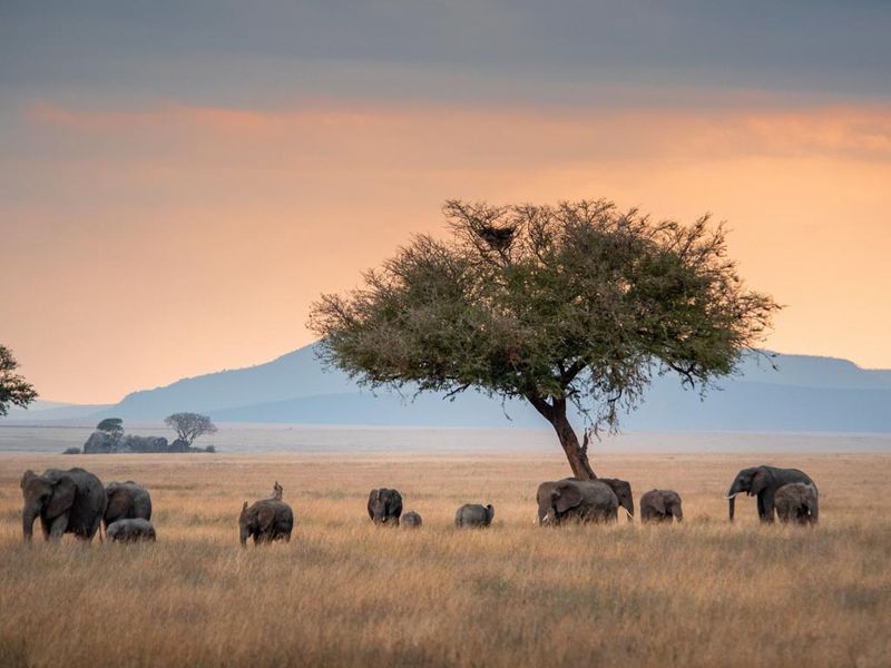 Tanzanie - 1